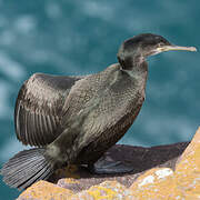 European Shag