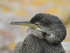 European Shag