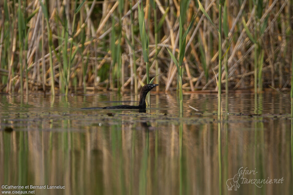 Pygmy Cormorant