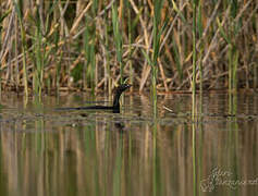 Pygmy Cormorant