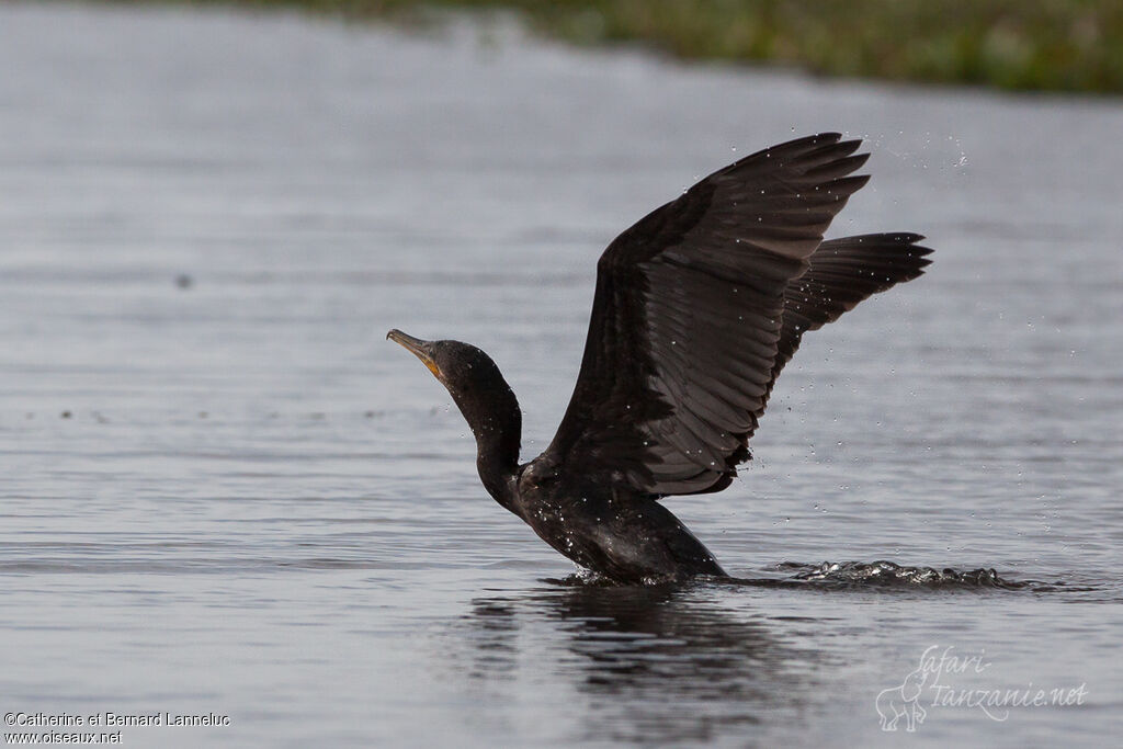 Cormoran vigua