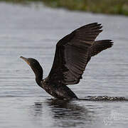 Neotropic Cormorant