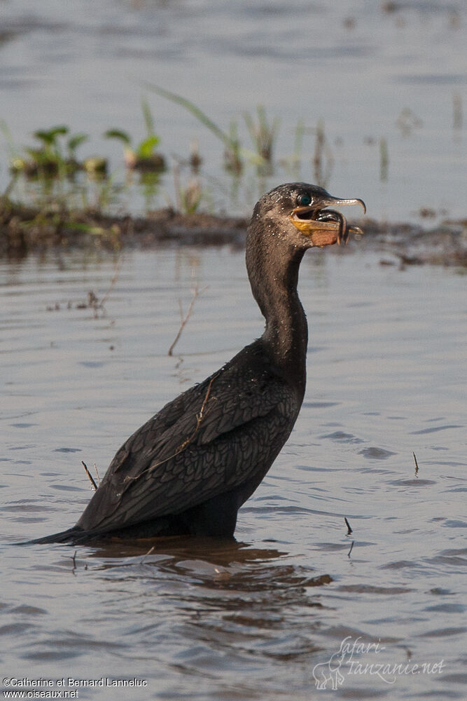 Neotropic Cormorantadult, feeding habits