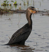 Neotropic Cormorant