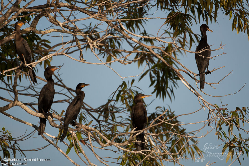 Cormoran vigua