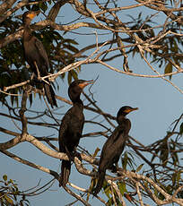 Cormoran vigua