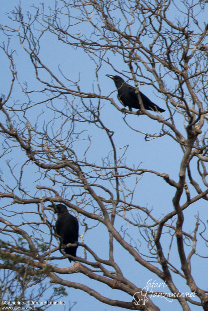 Sunda Crow