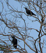 Slender-billed Crow