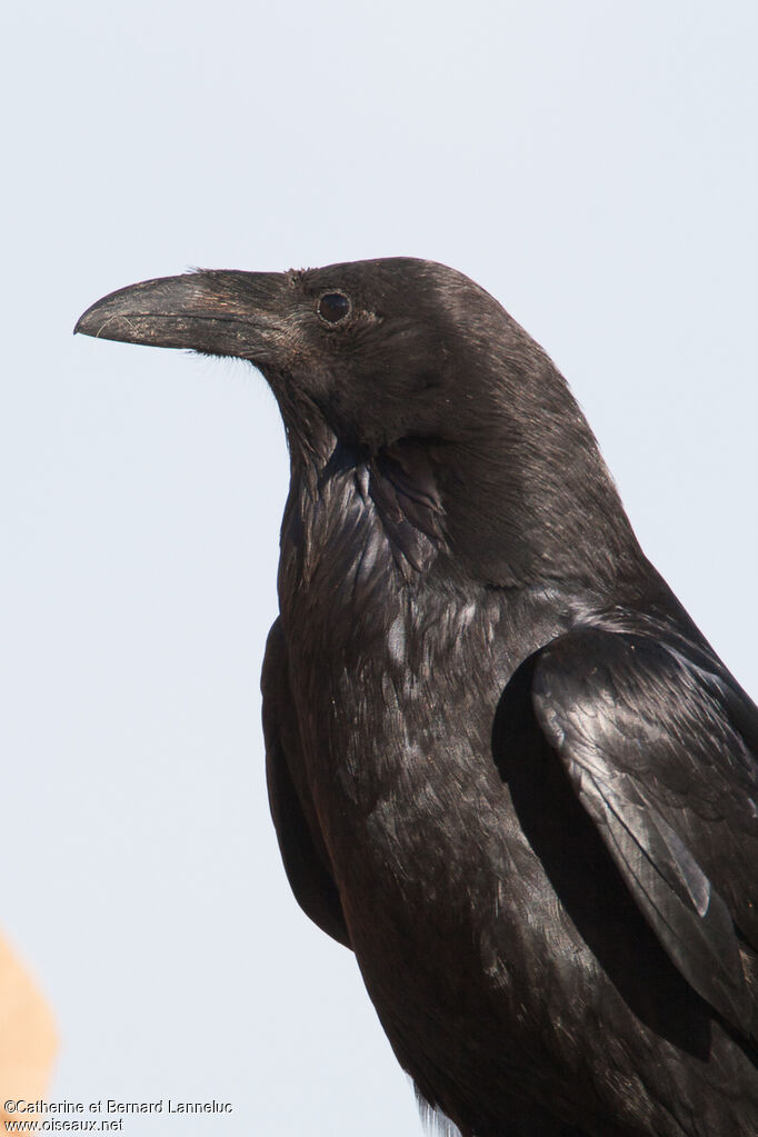 American Crowadult, close-up portrait