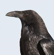 American Crow