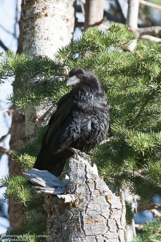 American Crowadult