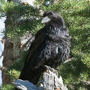 American Crow