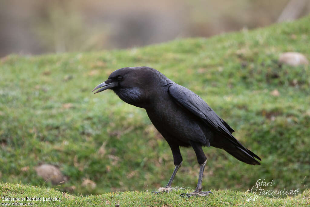 Cape Crowadult, identification