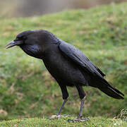 Cape Crow