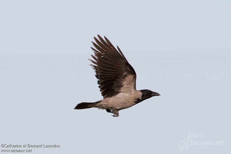 Hooded Crow, Flight