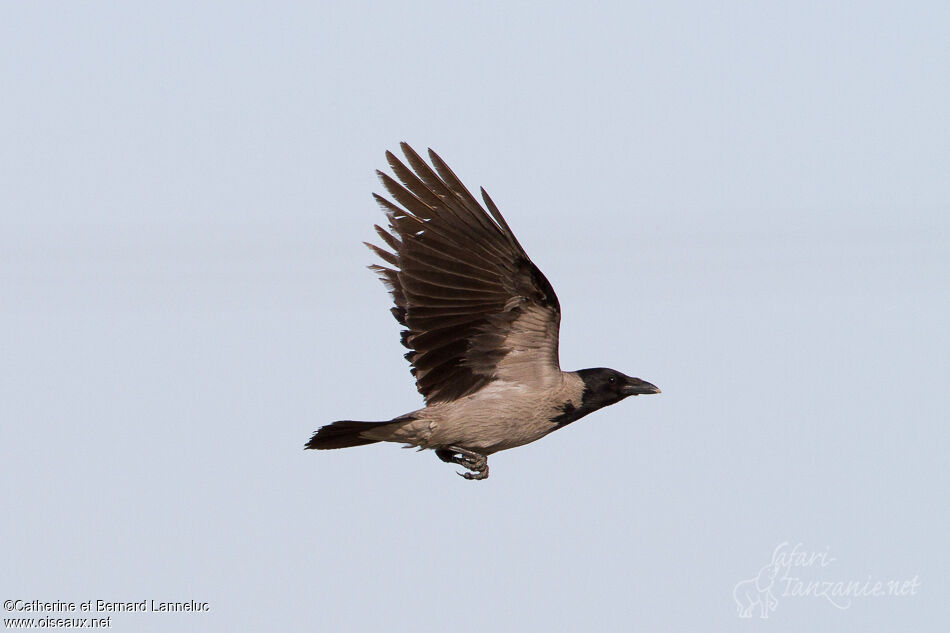 Hooded Crow, Flight