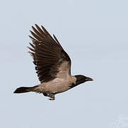 Hooded Crow