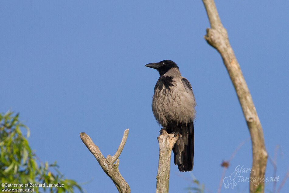 Hooded Crowadult