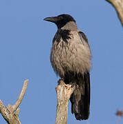 Hooded Crow