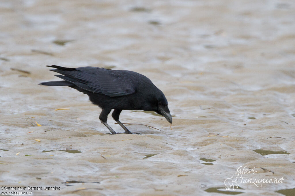 Carrion Crowadult