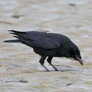 Carrion Crow