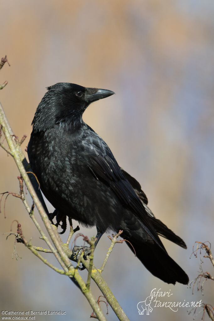 Carrion Crowadult, identification