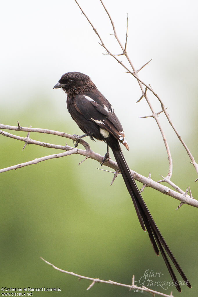 Corvinelle noir et blancadulte, identification