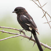 Magpie Shrike