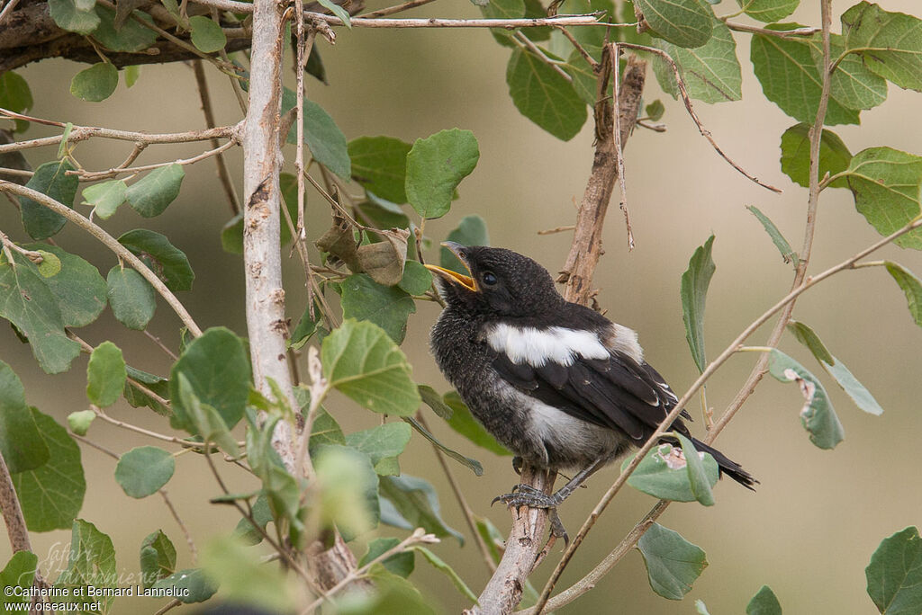 Magpie Shrikejuvenile, identification