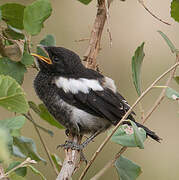 Magpie Shrike