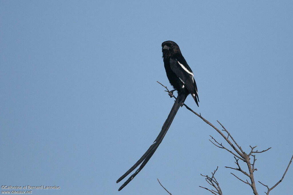 Corvinelle noir et blancadulte, identification