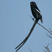 Magpie Shrike