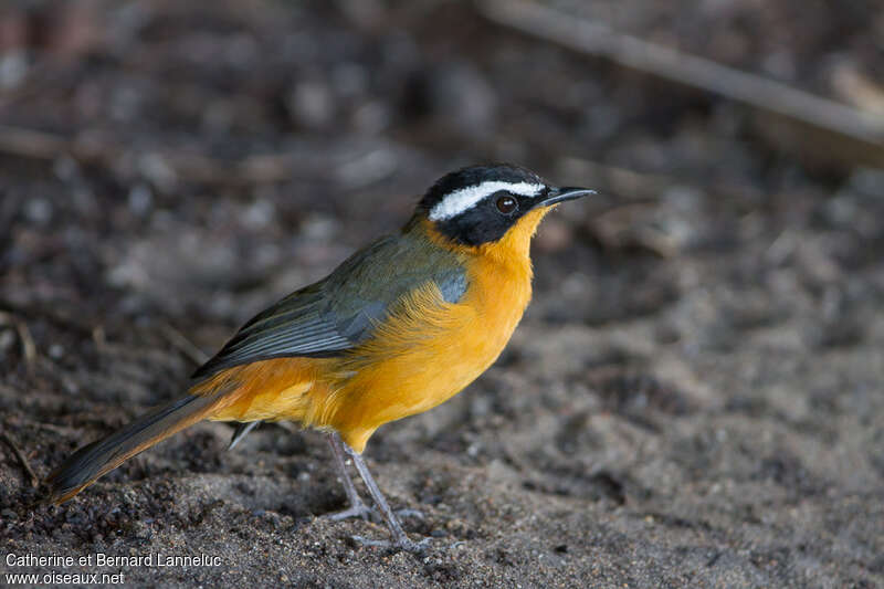 White-browed Robin-Chatadult, identification