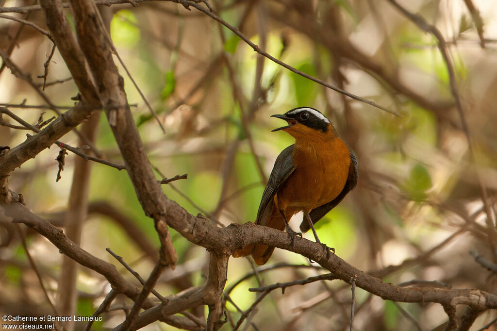 White-browed Robin-Chatadult, song