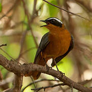 White-browed Robin-Chat