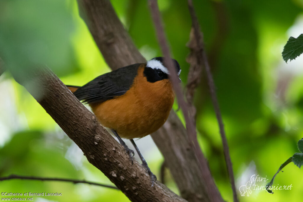 Rüppell's Robin-Chatadult