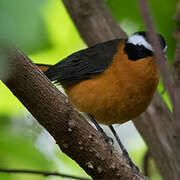 Rüppell's Robin-Chat