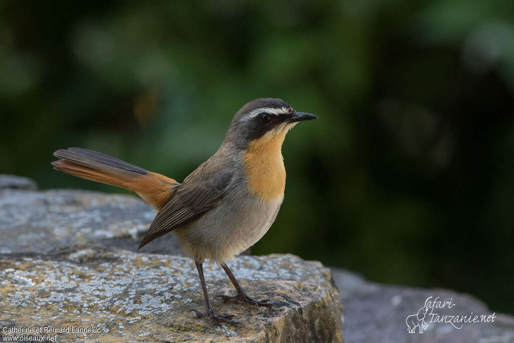 Cape Robin-Chatadult, identification