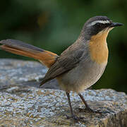 Cape Robin-Chat