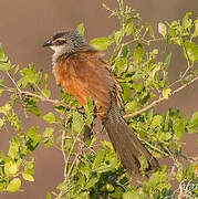 Coucal à sourcils blancs