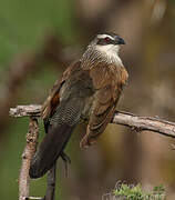 Coucal à sourcils blancs