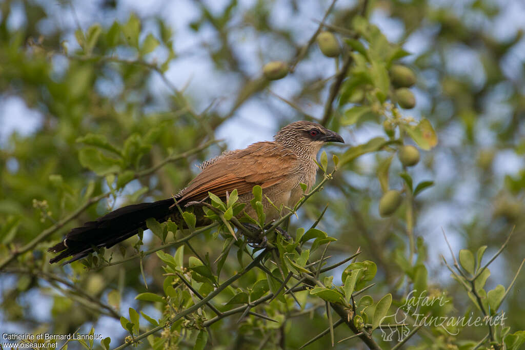 Coucal à sourcils blancsimmature, identification