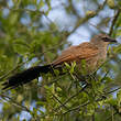 Coucal à sourcils blancs