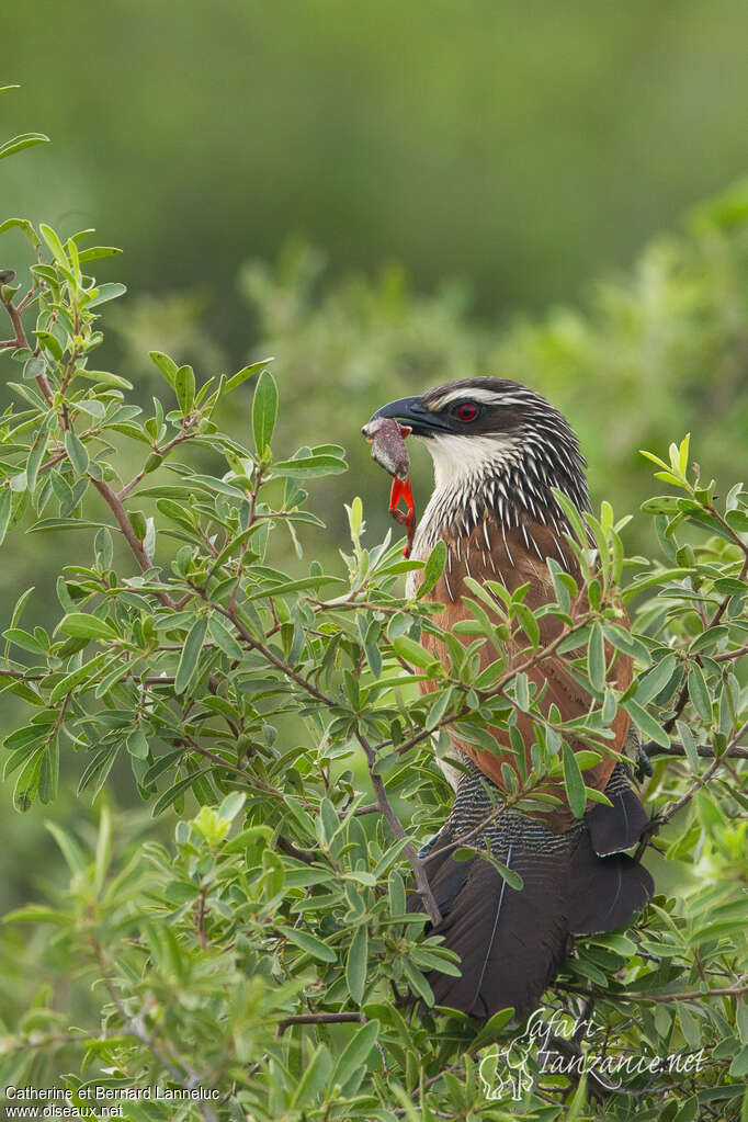 Coucal à sourcils blancsadulte, régime, pêche/chasse