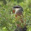 Coucal à sourcils blancs