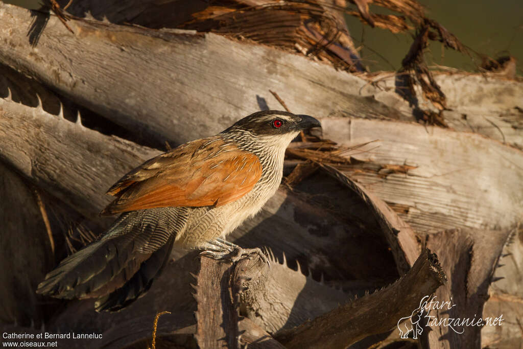 Coucal à sourcils blancsadulte, identification