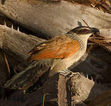 Coucal à sourcils blancs