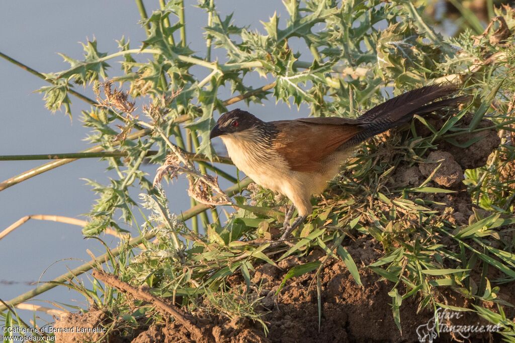 Coucal de Burchellimmature, identification