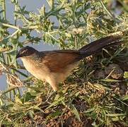 Burchell's Coucal