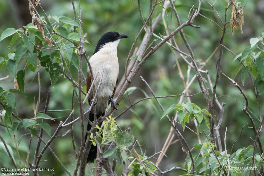 Coucal de Burchelladulte, identification